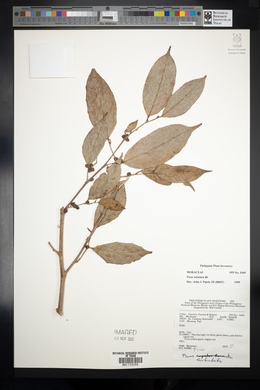 Ficus subulata image