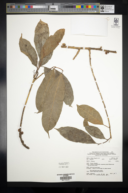 Ficus subulata image