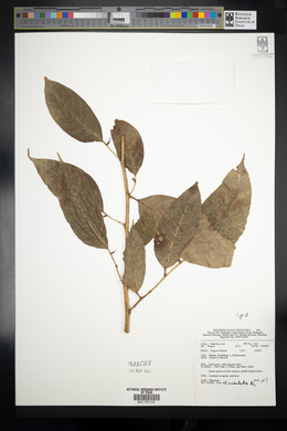 Ficus subulata image