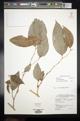 Ficus subulata image