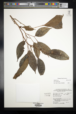 Ficus subulata image