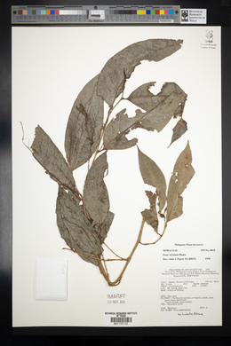 Ficus subulata image