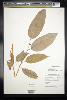 Ficus subulata image