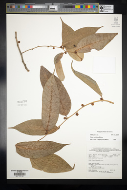 Ficus subulata image