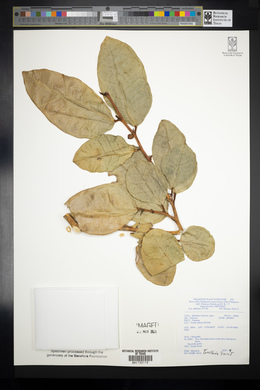 Ficus tinctoria image