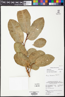 Ficus tinctoria image