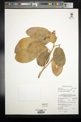 Ficus tinctoria image