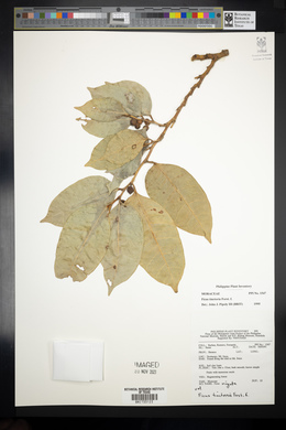 Ficus tinctoria image