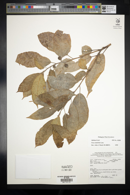 Ficus ulmifolia image
