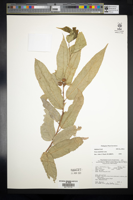 Ficus ulmifolia image