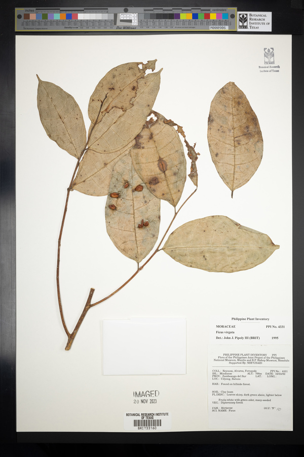 Ficus virgata image