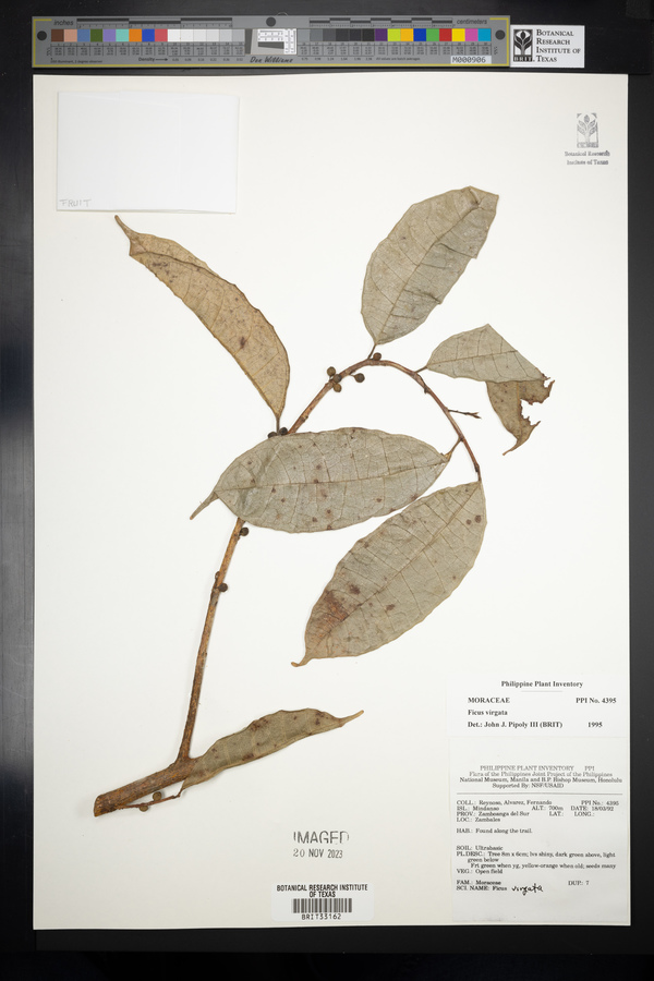 Ficus virgata image