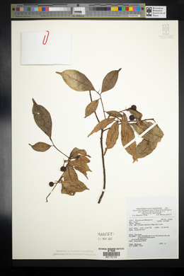 Image Associated With the Occurence