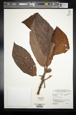 Image Associated With the Occurence