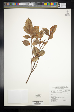 Image Associated With the Occurence