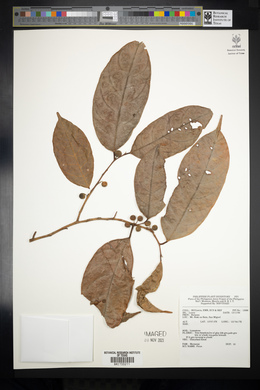 Image Associated With the Occurence