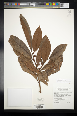 Ficus septica image