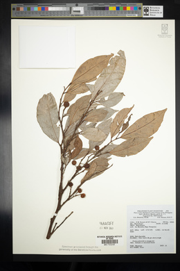 Image Associated With the Occurence