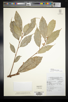 Ficus ampelas image