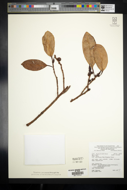 Image Associated With the Occurence