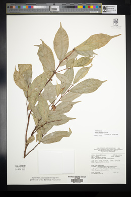 Ficus ampelas image