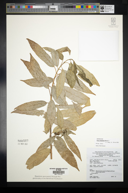 Ficus ampelos image