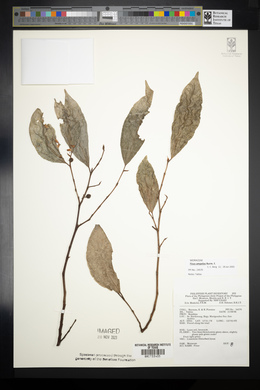 Ficus ampelos image