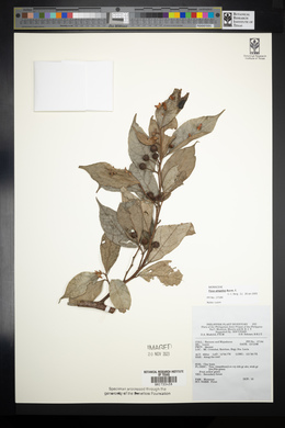 Ficus ampelos image