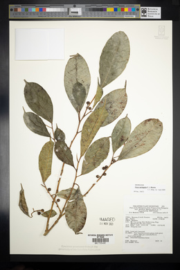 Ficus variegata image