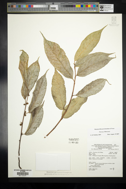 Image Associated With the Occurence