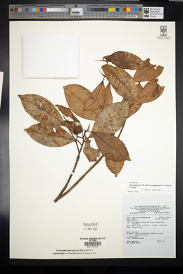 Ficus nervosa image