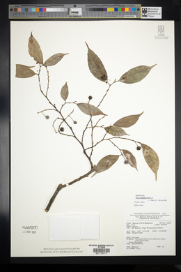 Ficus ampelos image