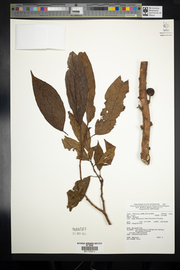 Image Associated With the Occurence