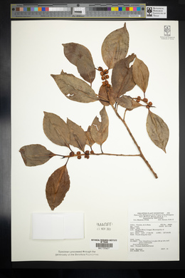 Image Associated With the Occurence