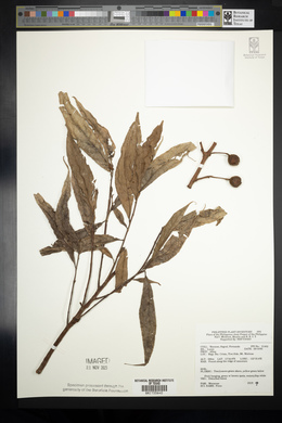 Image Associated With the Occurence