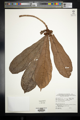 Image Associated With the Occurence