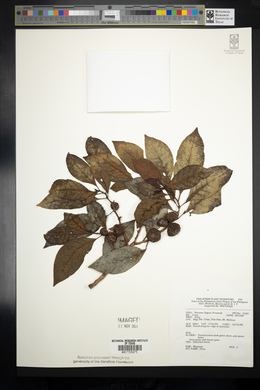 Image Associated With the Occurence