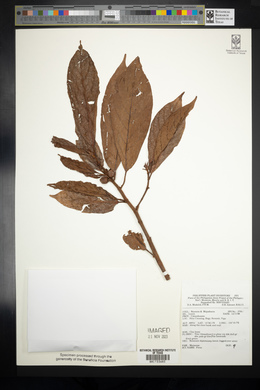 Image Associated With the Occurence