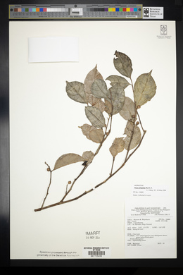 Ficus ampelas image