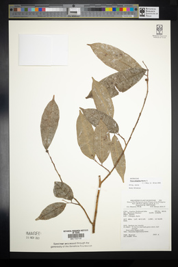 Ficus ampelos image