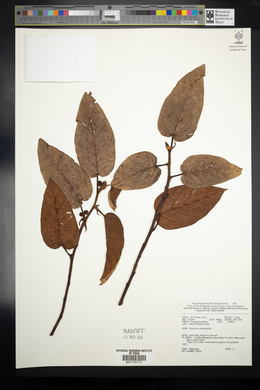 Image Associated With the Occurence