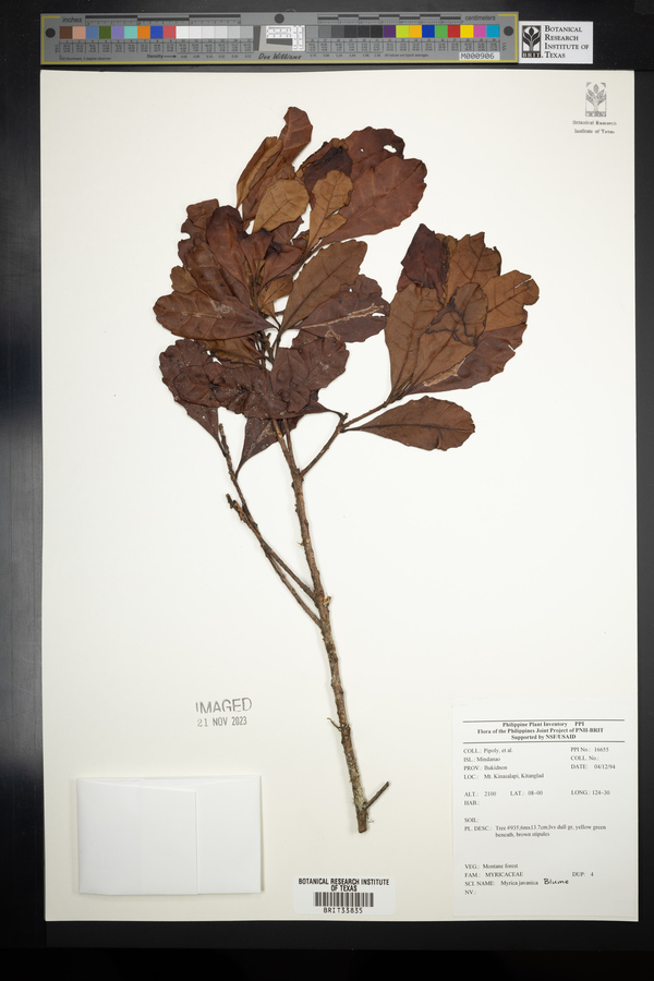 Morella javanica image
