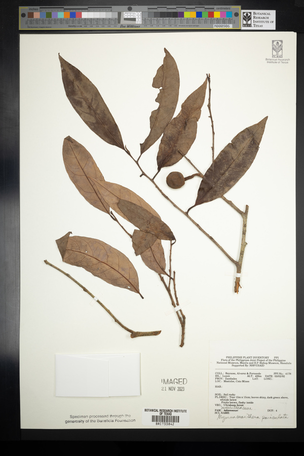 Gymnacranthera farquhariana image