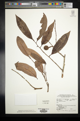 Gymnacranthera farquhariana var. paniculata image