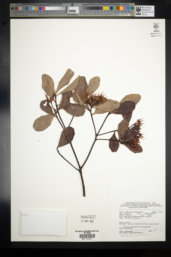 Aegiceras corniculatum image