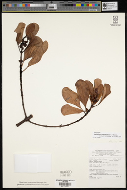 Media resource of Scyphiphora hydrophylacea