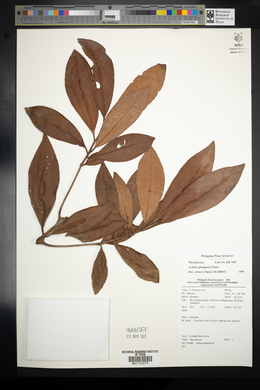 Ardisia gitingensis image