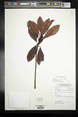 Ardisia gitingensis image