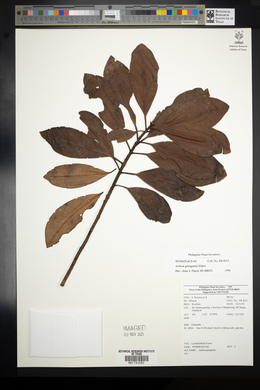 Ardisia gitingensis image