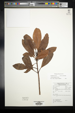 Ardisia gitingensis image